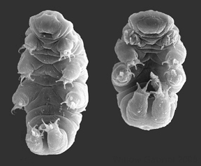 Photo: Hypsibius dujardini imaged with a scanning electron microscope
